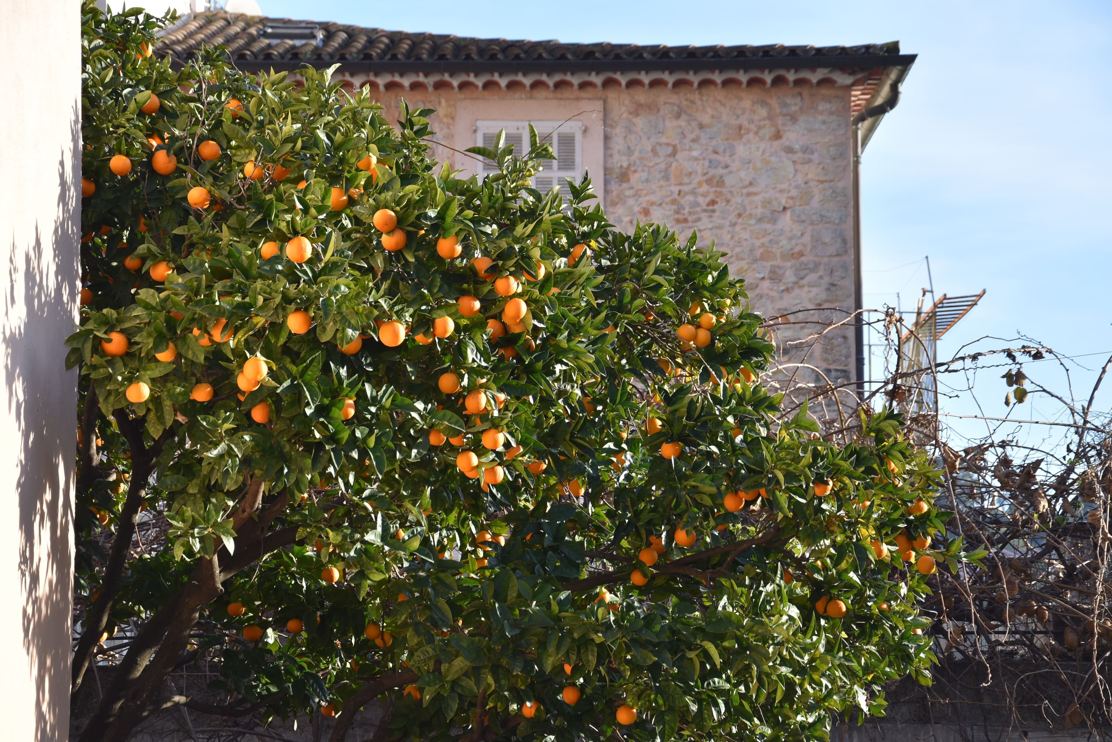 Villa des Mimosas — vue 5